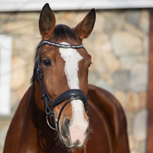 Horze Montrose Dressage Bridle - Black