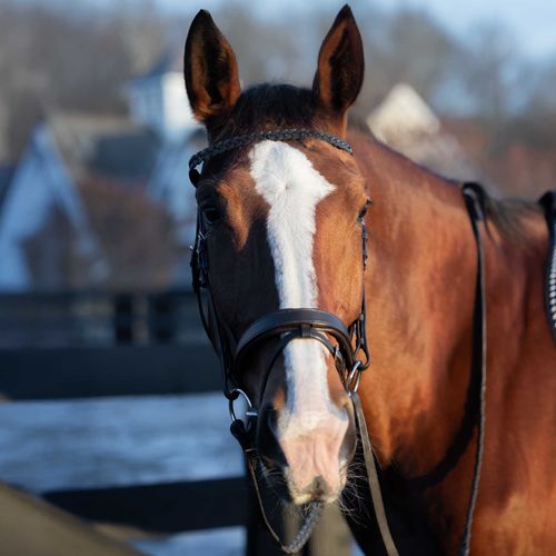 Horze Beaufort Flash Bridle - Brown