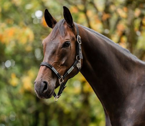 Horseware Field Safe Halter - Black/Reflective/Black