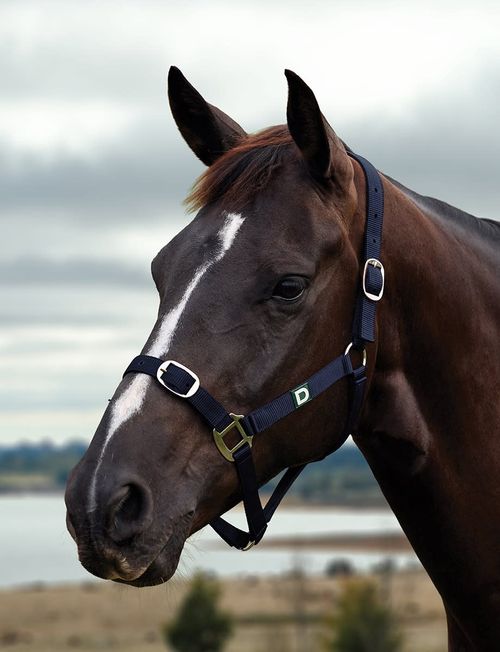 Dublin Everyday Breakaway Halter - Navy