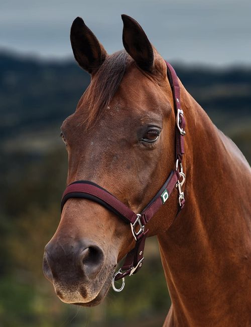 Dublin Neo Comfort Breakaway Headcollar - Burgundy