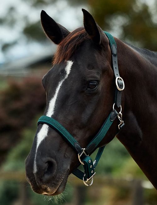 Dublin Braided Leather Headcollar - Hunter Green
