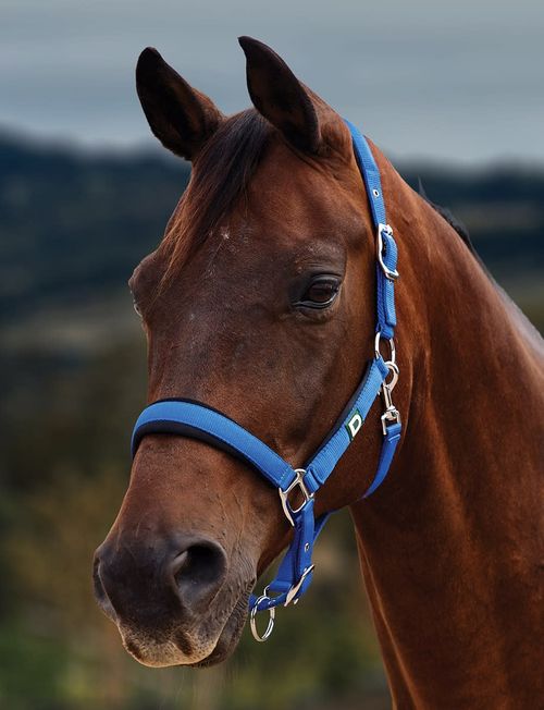 Dublin Neo Comfort Breakaway Headcollar - Cobalt