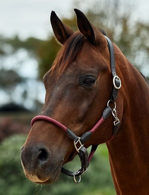 Dublin Leather Rope Headcollar - Burgundy/Brown