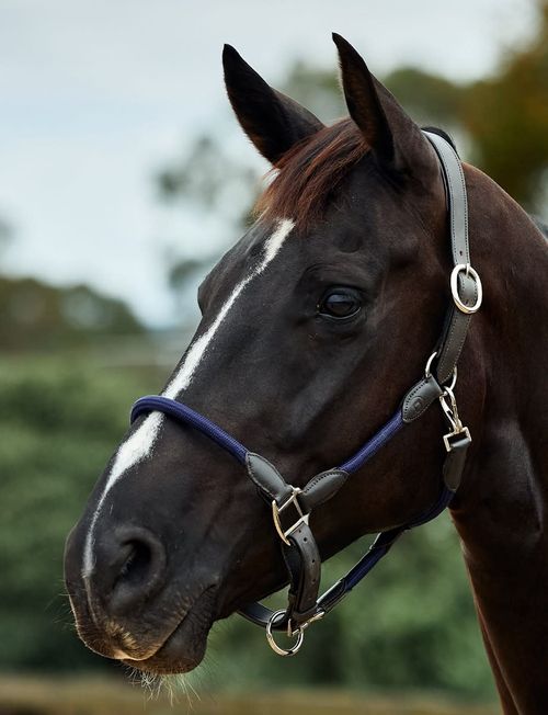 Dublin Leather Rope Headcollar - Navy/Brown