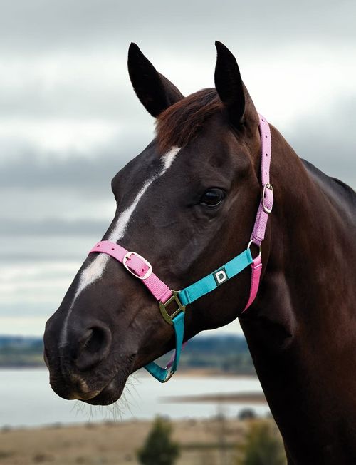 Dublin Everyday Breakaway Halter - Blue/Pink/Purple