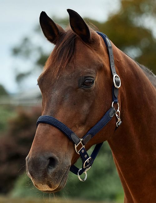 Dublin Braided Leather Headcollar - Navy