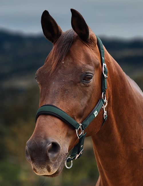 Dublin Neo Comfort Breakaway Headcollar - Green/Black