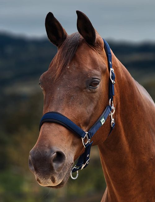 Dublin Neo Comfort Breakaway Headcollar - Navy