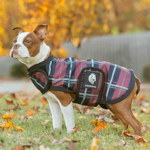 Equinavia Norse Dog Turnout Sheet - Navy/Burgundy