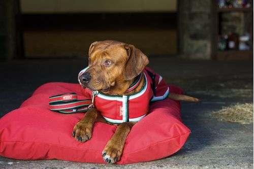 Amigo Dog Collar - Red/White/Green/Black