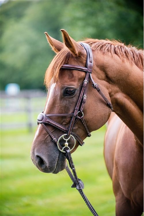 Nunn Finer Arianna Figure 8 Bridle - Havana