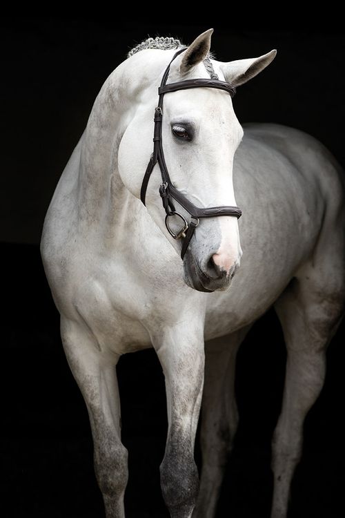 Rambo Micklem Original Deluxe Competition Bridle - Dark Havana