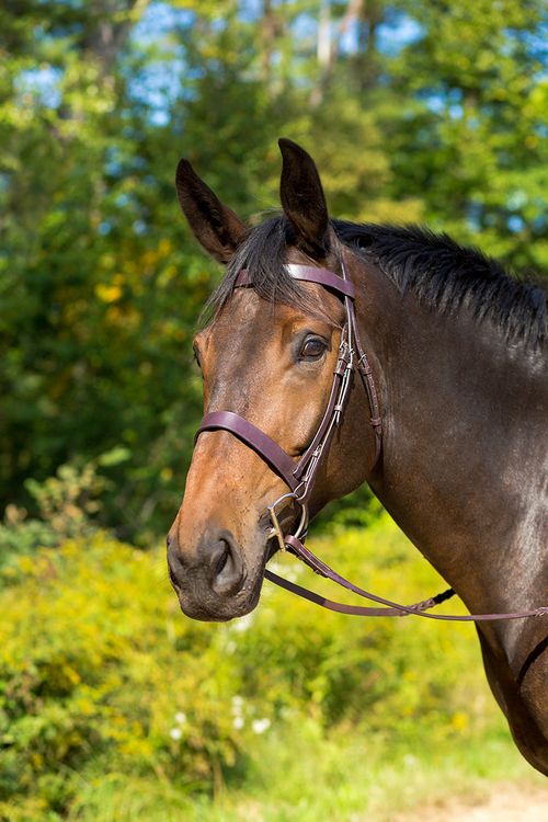 Shires Avignon Middleburg Bridle - Havana
