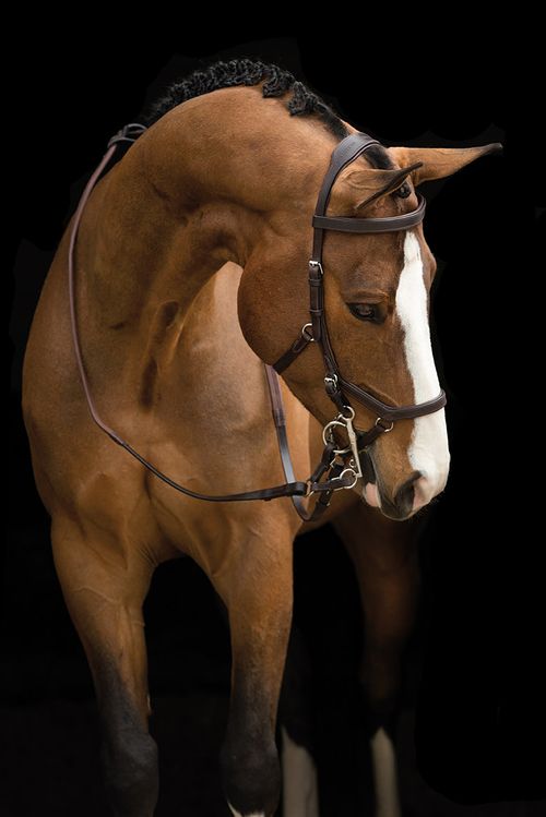 Rambo Micklem Original Competition Bridle - Dark Havana