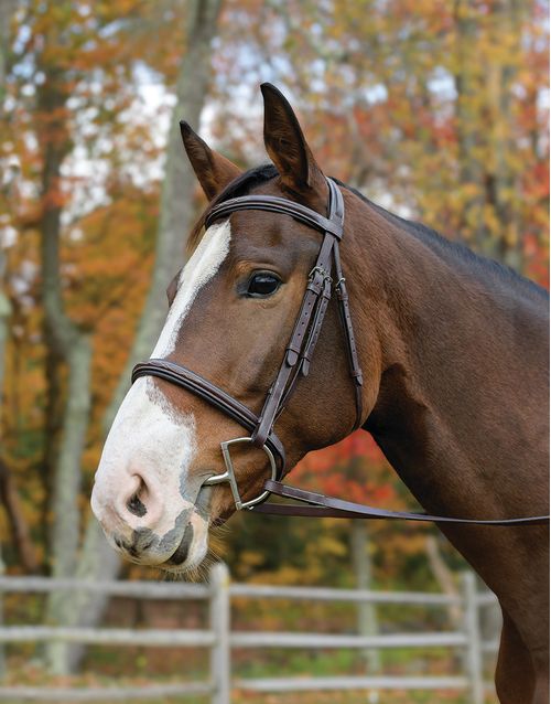 Shires Avignon Nashville Bridle - Havana