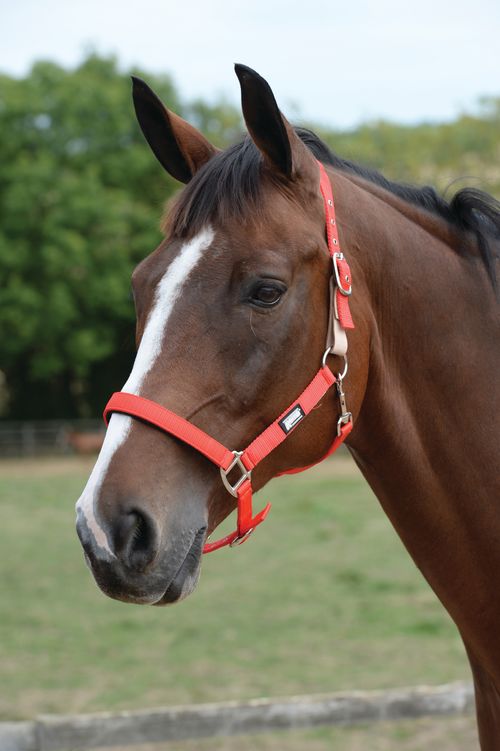 Roma Breakaway Halter II - Red