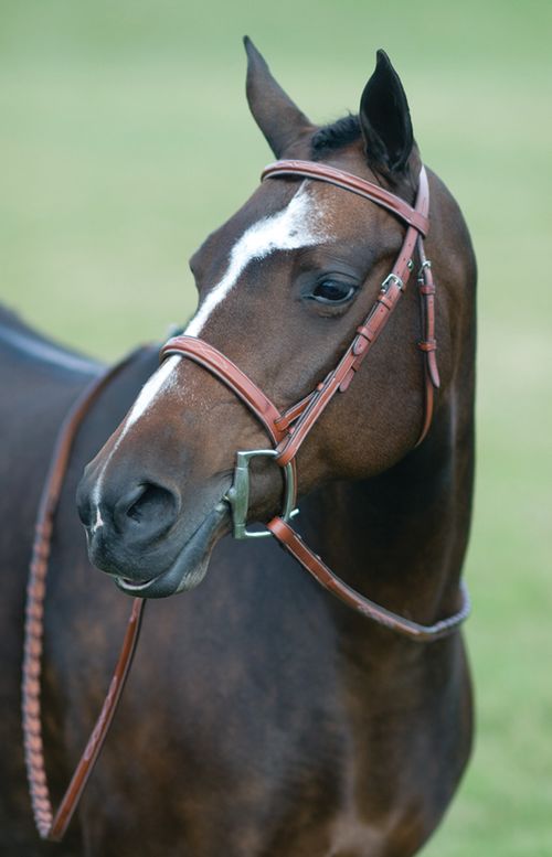 Pessoa Rodrigo Fancy Wide Show Bridle - Dark Brown