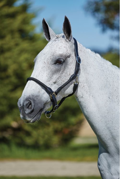 Kincade Leather Rope Headcollar - Black