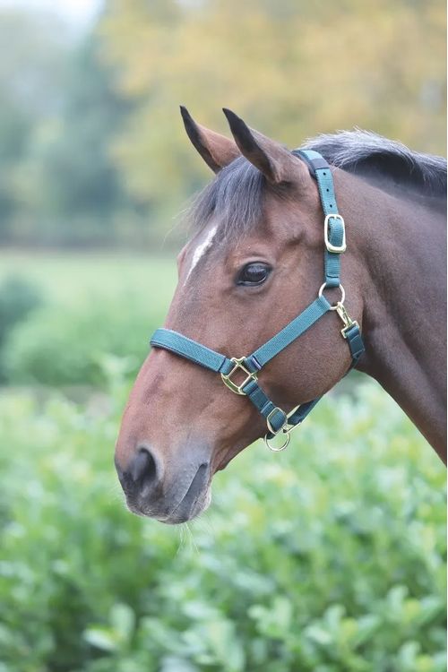 Shires Topaz Leather Breakaway Nylon Halter - Dark Green