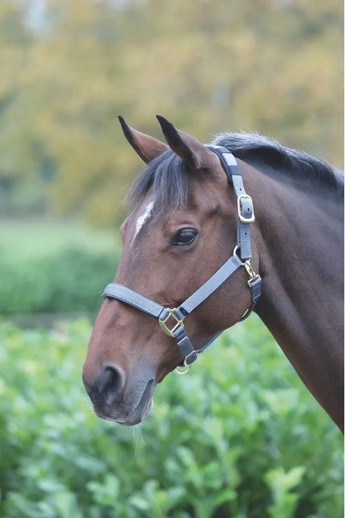 Shires Topaz Leather Breakaway Nylon Halter - Grey