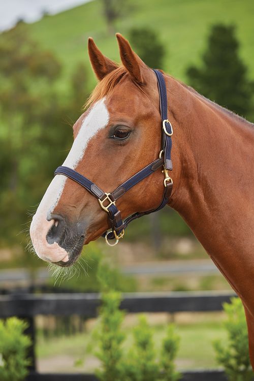 Kincade Braided Leather Breakaway Headcollar - Navy