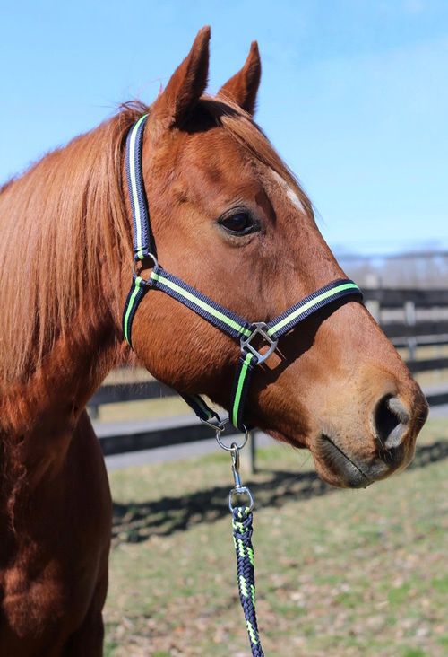 TuffRider Nylon Breakaway Halter & Lead Set - Navy/Neon Green