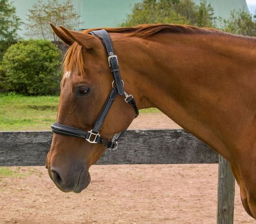 Henri de Rivel Stress Free Halter w/Fancy Contrast Stitching - Havana