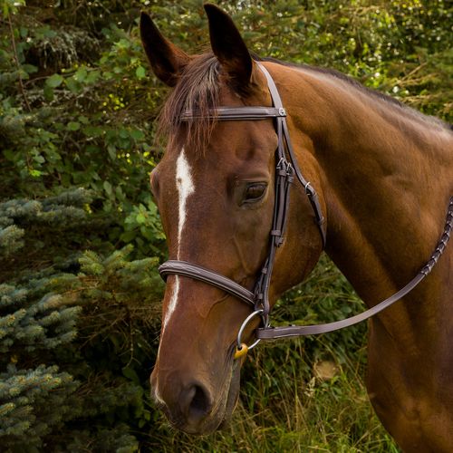 Henri de Rivel Advantage Fancy Raised Padded Bridle w/Laced Reins - Havana