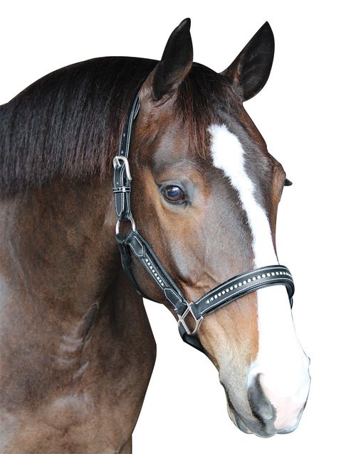 Henri de Rivel Padded Crystal Halter - Black