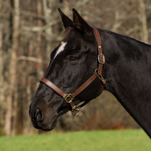 Henri de Rivel Pro Fancy Padded Rolled Throat Triple Stitched Halter - Oakbark