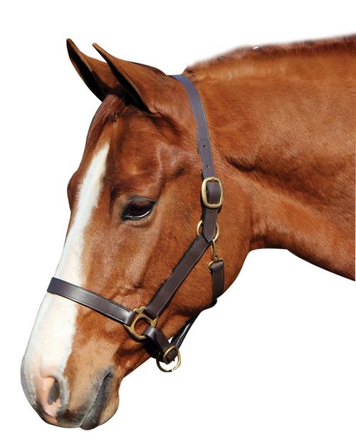 Henri de Rivel Advantage Leather Halter - Havana
