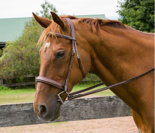 Henri de Rivel Pro Mono Crown Bridle w/Padded Wide Noseband  w/Laced Reins - Australian Nut