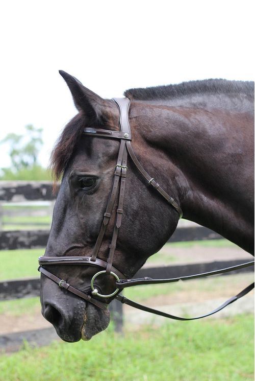 Henri de Rivel Pro Piaffe Mono Crown Patent Leather Bridle w/Flash Noseband & Web Rubber Reins - Havana