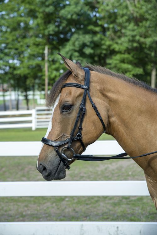 Henri de Rivel Pro Anatomical Bridle - Black