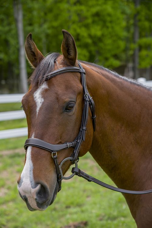 Henri de Rivel Pro Anatomical Bridle - Havana