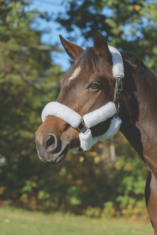 Shires ARMA Supafleece Halter Set - White