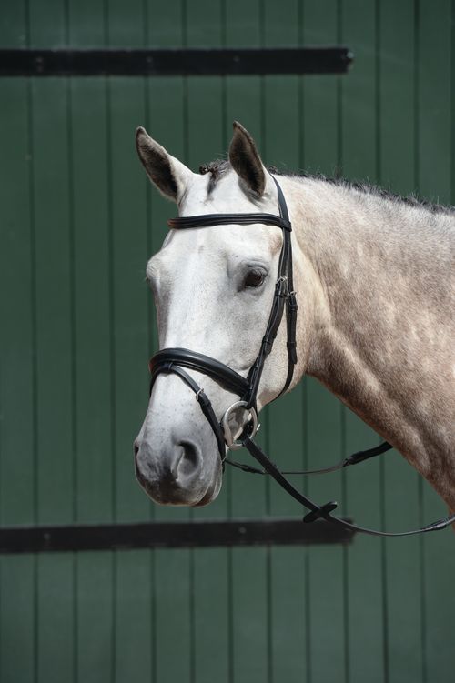 Collegiate Essential Padded Raised Flash Bridle - Black