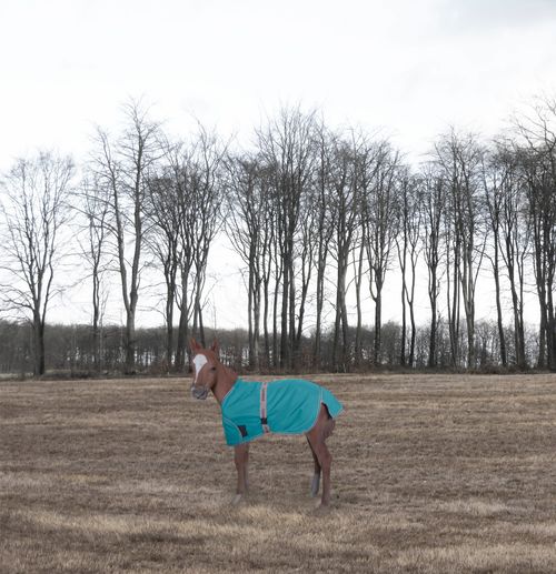TuffRider 1200D Ripstop Foal Adjustable Turnout Blanket - Turquoise