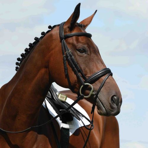 Collegiate Syntovia+ Padded Raised Flash Bridle - Black