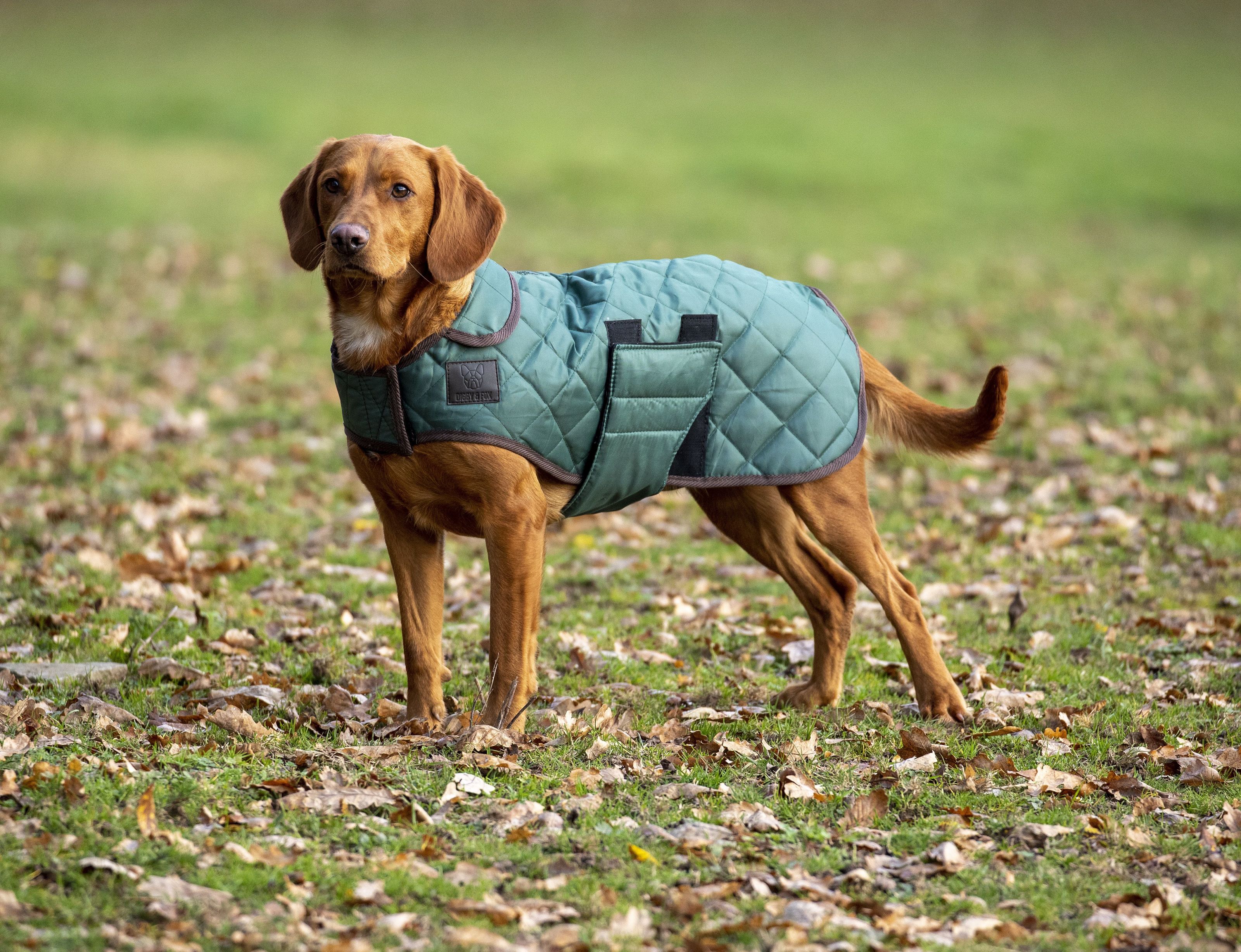 Digby & Fox Quilted Dog Coat Forest Digby & Fox6620FOREST Bit