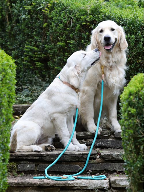 Digby & Fox Reflective Dog Lead - Teal