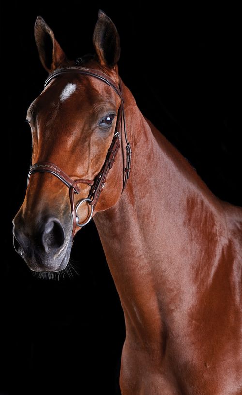 Collegiate Comfitec Fancy Stitch Bridle - Brown