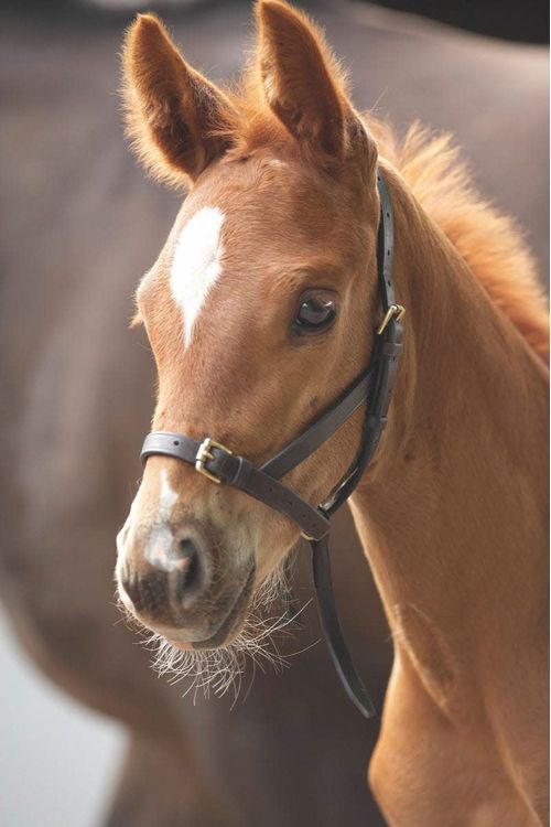Blenheim Leather Foal Slip - Havana