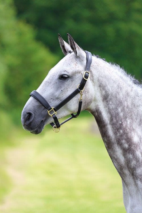 Blenheim Leather Travel Headcollar - Black
