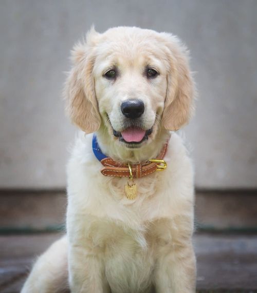 Digby & Fox Reflective Dog Collar - Navy