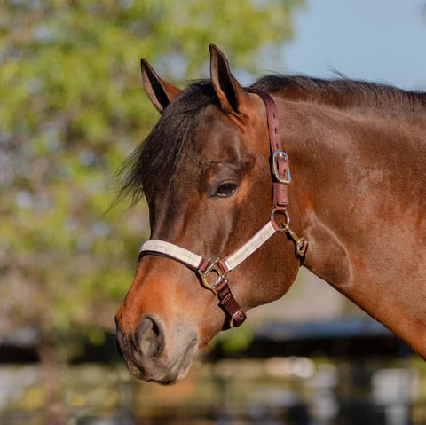 Kensington Premium Nylon Halter - Desert Sand