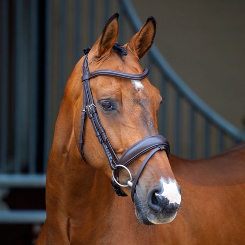 Shires Velociti Lusso Dressage Flash Bridle - Havana