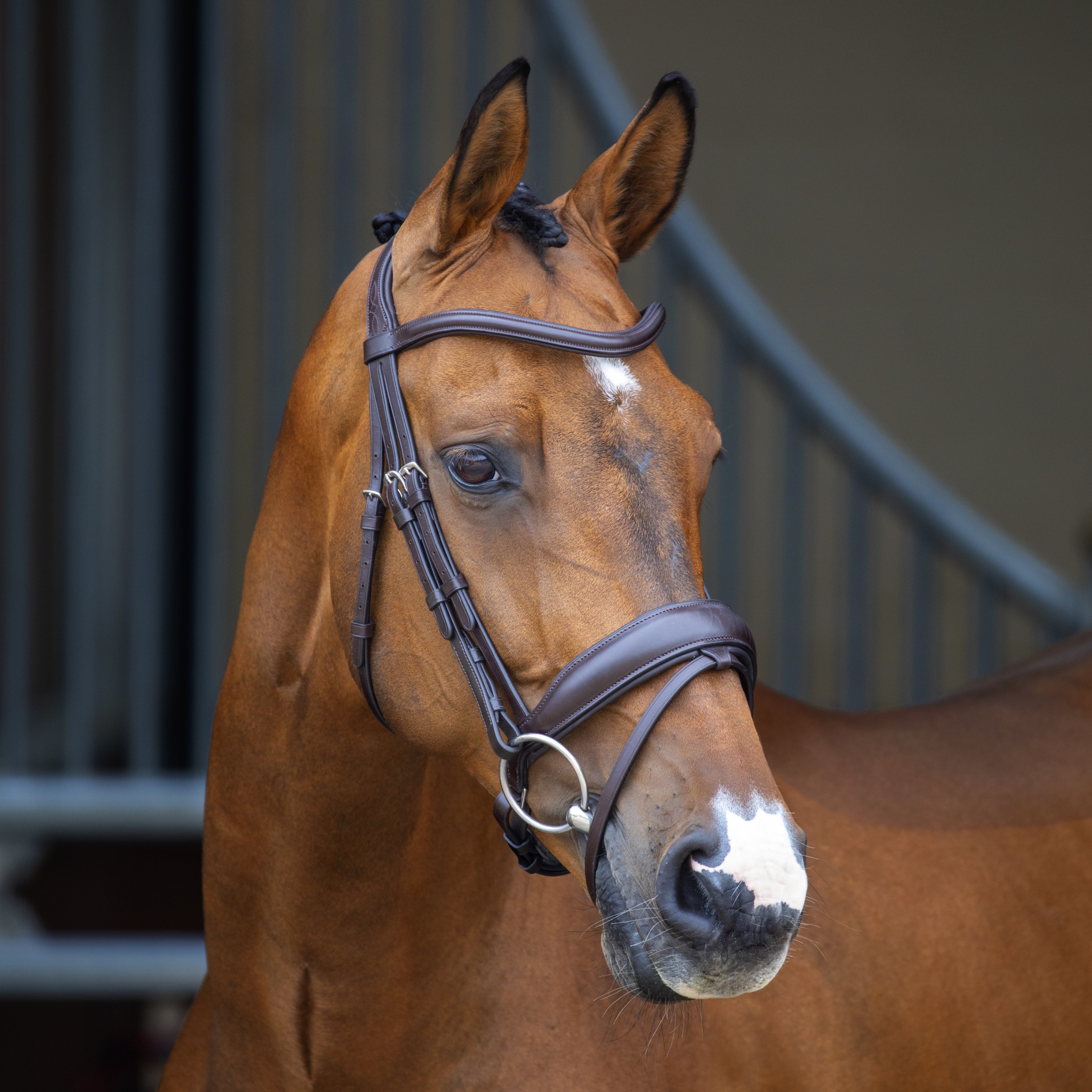 Shires Velociti Lusso Dressage Flash Bridle - Havana - Velociti-51006 ...