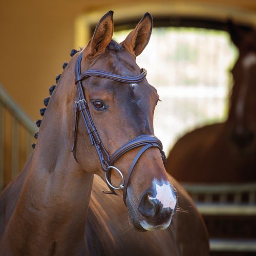 Shires Velociti Rapida Padded Raised Flash Bridle - Havana
